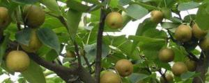 梨树种植技术与管理