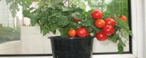 盆栽小西紅柿怎麼剪枝