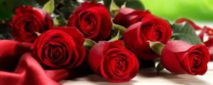 红色玫瑰花代表什么意思