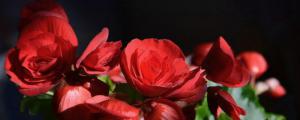 玫瑰海棠的寓意是什么