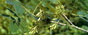 草甘膦对白腊树有伤害吗?