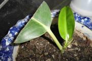 橡皮树叶子扦插过程图，橡皮树叶插的方法与养护技巧