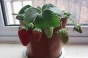 草莓怎么修剪才结的多，草莓的修剪方法和养护技巧