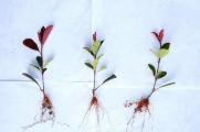 红叶石楠小苗如何培育，枝条扦插成小苗/生根后养护