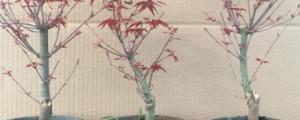 日本红枫干叶怎么办