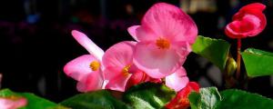 四季海棠的花语及意义