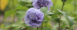 紫玉花的养殖方法