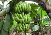 植物科普|香蕉采收为什只摘青色的