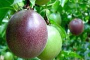 百香果种子怎么种植，四个步骤教你种植百香果