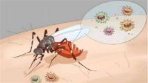 怎么灭蚊子，六种方法轻松消除蚊子