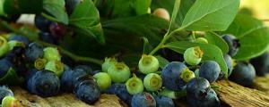 盆栽蓝莓的种植方法