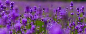 紫色薰衣草的花语
