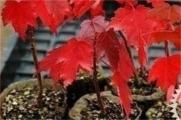 红枫盆栽种子种植方法，种子催芽选盆播种繁殖