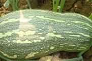 南瓜的品种，盘点10种常见高营养南瓜