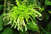 绿色菊花有哪些品种，碧海翠龙的花朵是碧绿色