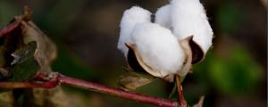 棉花是什麼植物