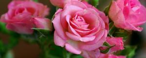 52朵粉色玫瑰代表什么意思