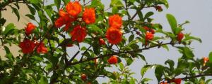 石榴树在夏季的哪个节气开花