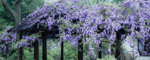 紫藤萝花的象征意义