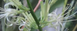 短葉虎尾蘭開花嗎