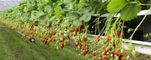 草莓种植技术和管理