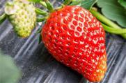 一亩大棚草莓利润多少，每亩利润可高达1～3万元左右