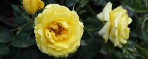 黄玫瑰花代表什么含义