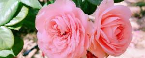 粉色月季花语象征与寓意
