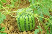 如何种西瓜籽小盆栽方形西瓜，浸泡种子并沙质土栽培