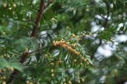 曼地亚红豆杉用什么肥料，有机肥可促植物生长