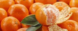 橘子子能种出来吗