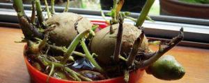 水培土豆盆景的方法
