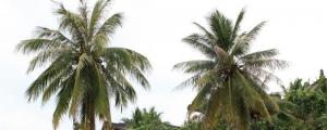 椰子树的寓意及象征