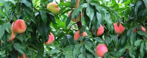 桃树怎么种植方法