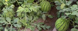 露地西瓜种植技术