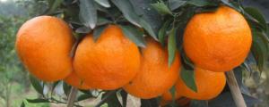 柑橘和橙子的区别