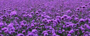 紫色马鞭草寓意