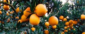 柑橘开春用什么肥料