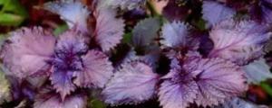紫苏种子怎么种植方法
