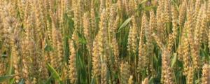 小麦叶尖发黄干枯是什么原因