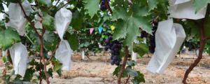盆栽葡萄的种植方法和技术