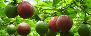 百香果家庭种植方法