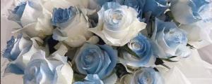送11朵碎冰蓝玫瑰的意义