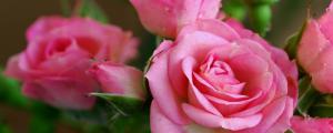 粉色玫瑰的花语是什么意思
