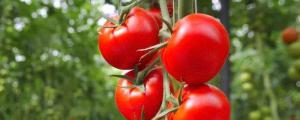 番茄种子特征