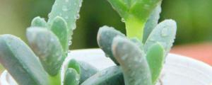 鹿角海棠怎么繁殖