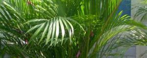 鳳尾竹怎麼養才能更旺盛