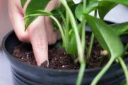 水培绿萝怎样改土培，由水入土正常生长只需四个步骤