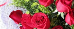 玫瑰花與月季花的區別