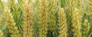 小麦属于什么植物